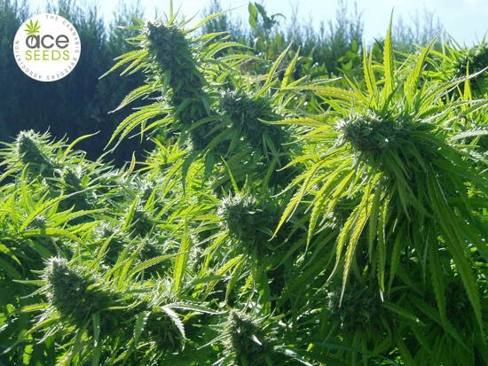 a lush green field with lots of plants