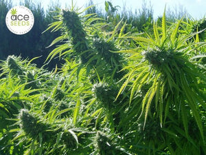 a lush green field with lots of plants