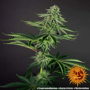 a close up of a plant with a black background