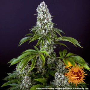 a close up of a plant with a black background