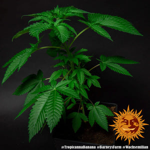 a potted plant with a yellow sun decoration