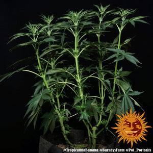 a potted plant with green leaves on a black background