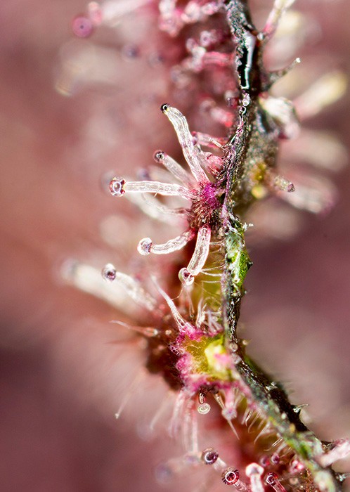a close up of a plant with drops of water on it