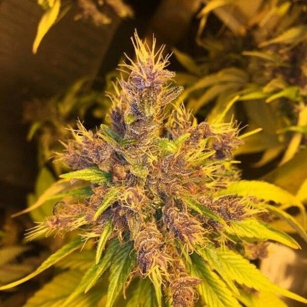 a close up of a plant in a field