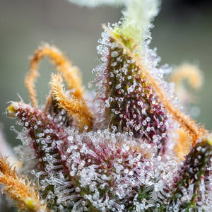 a close up of a plant with frost on it