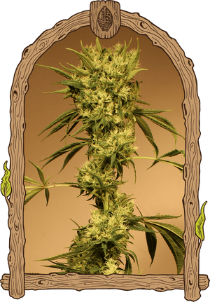 a picture of a marijuana plant in front of a mirror