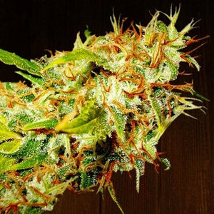 a close up of a marijuana plant on a table