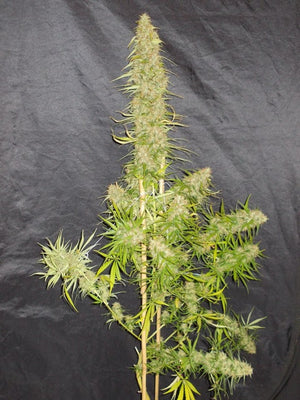 a potted plant sitting on top of a table
