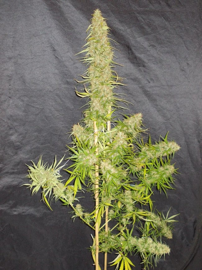a potted plant sitting on top of a table