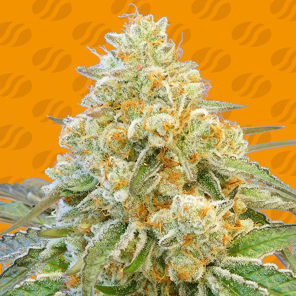Do-Si-Dos - Feminized