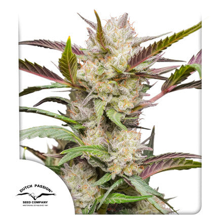 a picture of a white marijuana plant on a white background