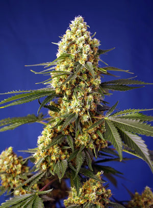 a close up of a marijuana plant on a blue background