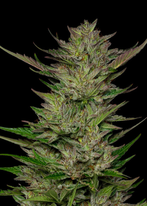 Apricot Papaya Feminized