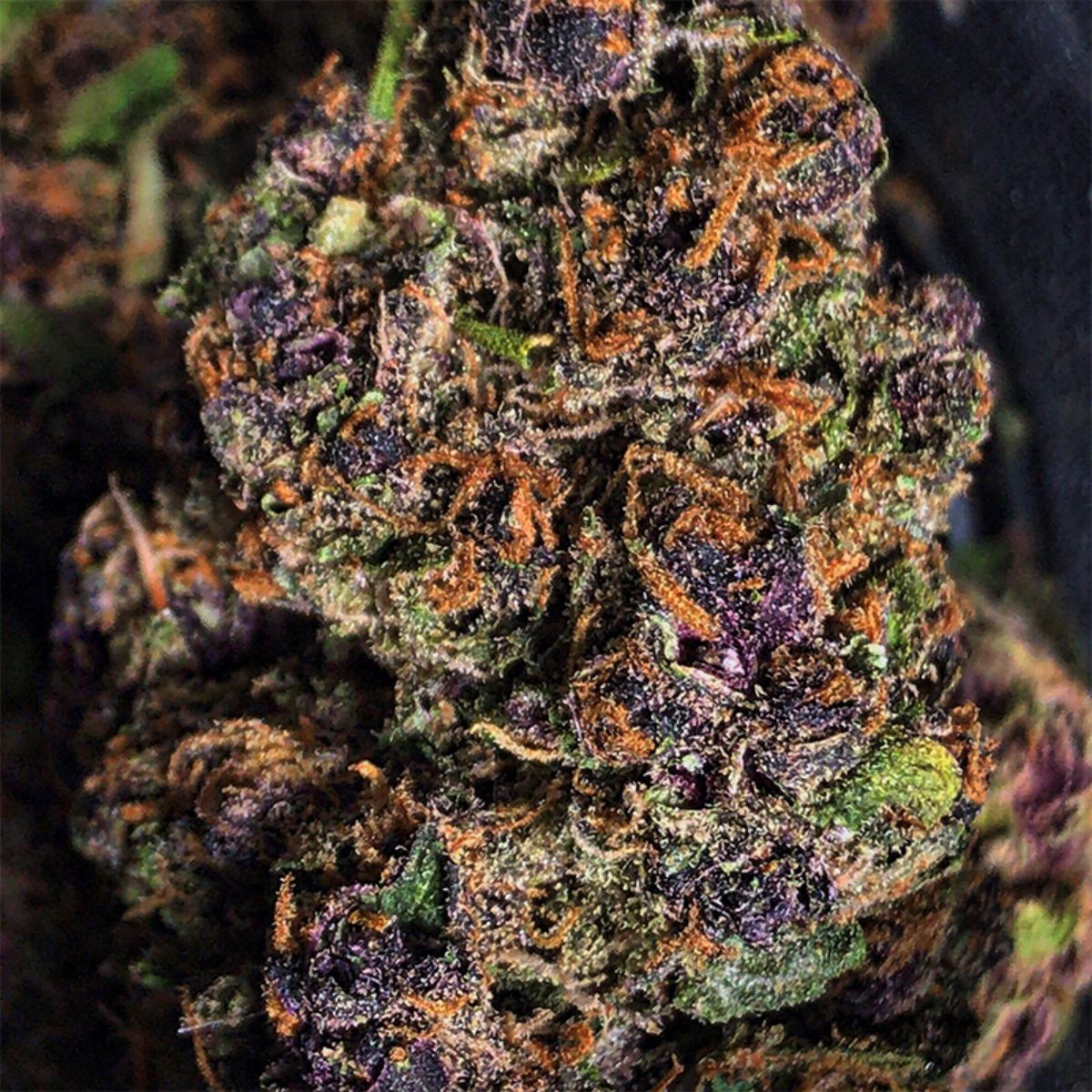 Extreme closeup of curing Forbidden Fruit bud against a black background.