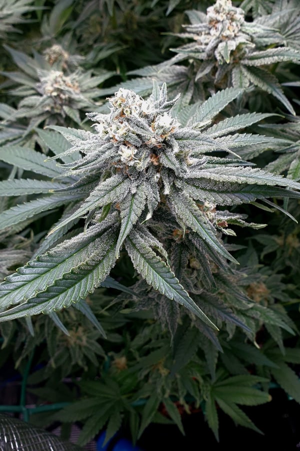 a close up of a plant with white flowers