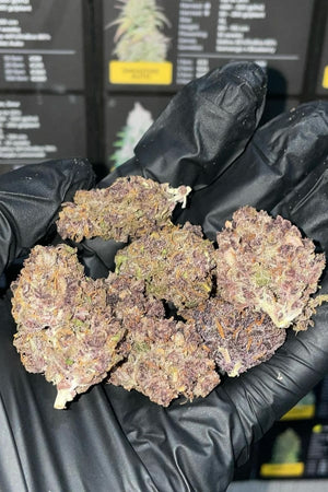 a person in a black glove holding a bunch of marijuana buds