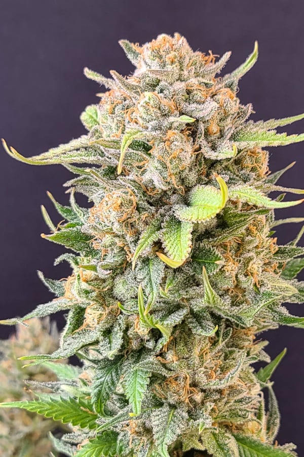 a close up of a marijuana plant