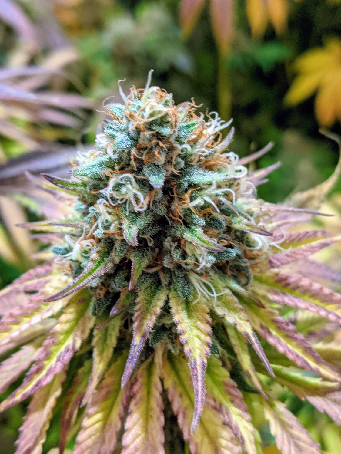 a close up of a flower in a field