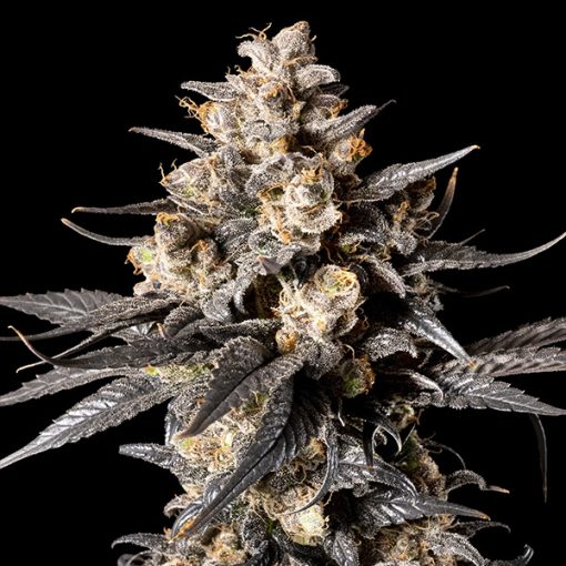 a close up of a plant on a black background