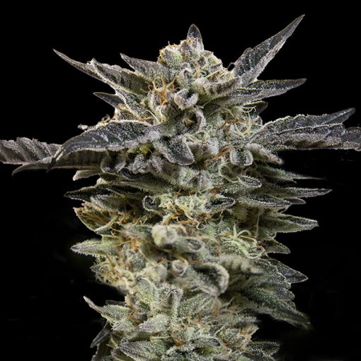 a close up of a marijuana plant on a black background