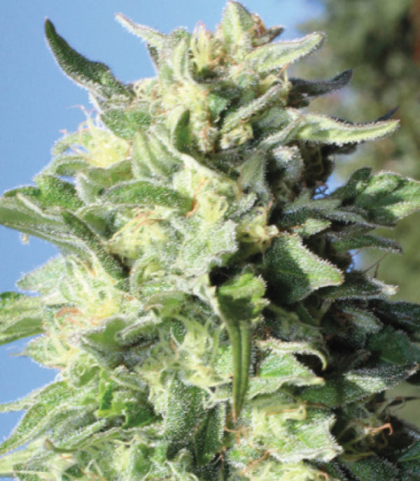 a close up of a plant with a blue sky in the background