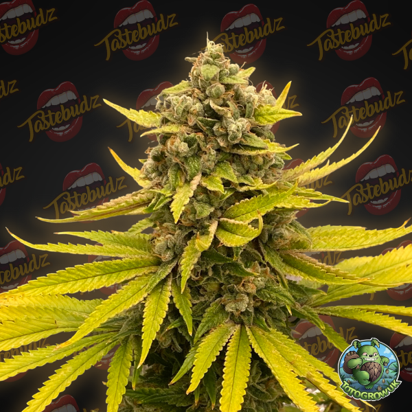 a close up of a marijuana plant on a black background