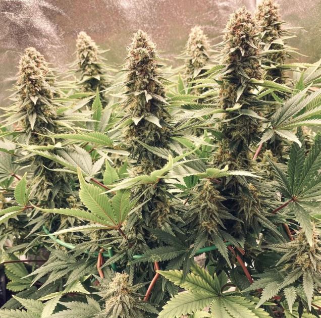 a group of marijuana plants growing in a field