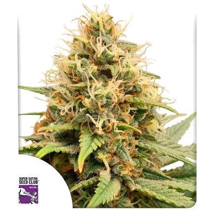 Crystal White Kush Feminized