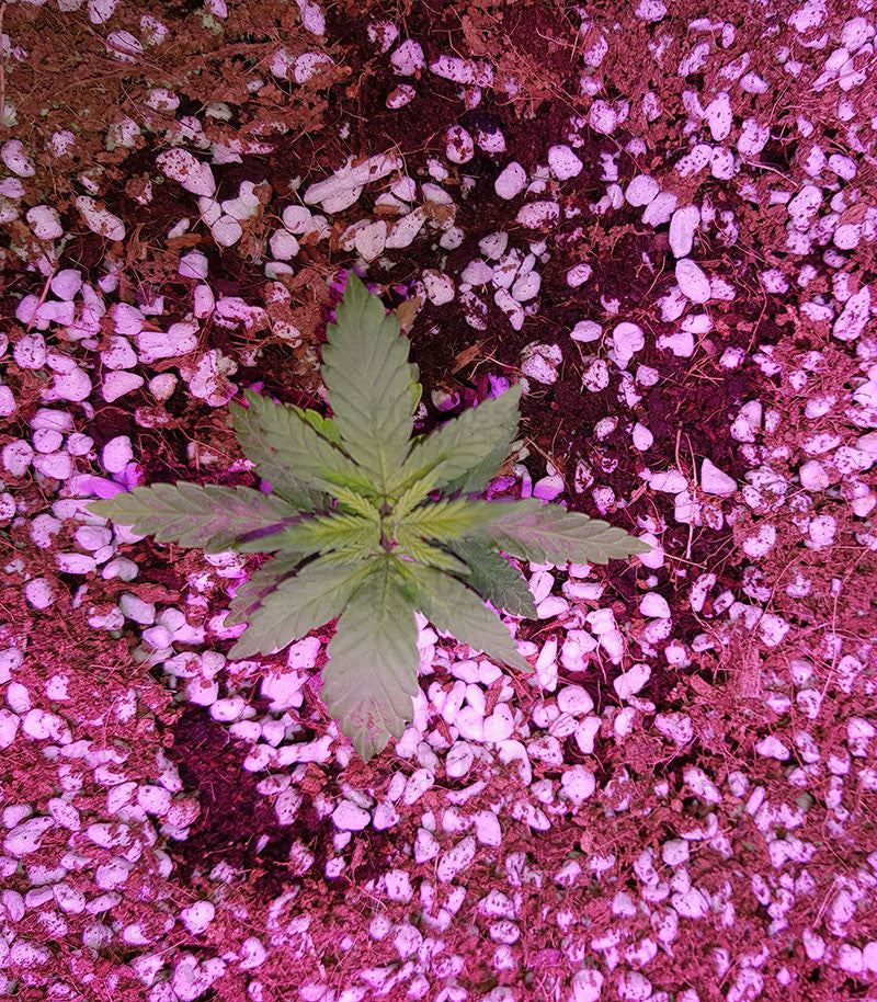 a green leaf on the ground surrounded by pink flowers