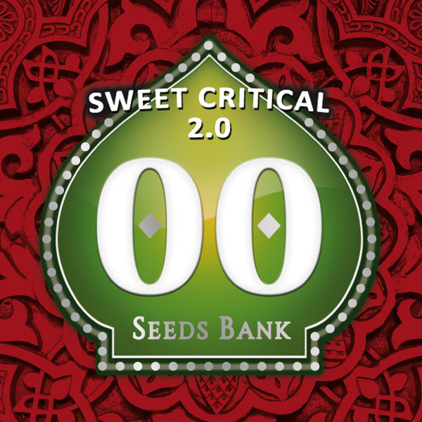 Sweet Critical 2.0 Feminized