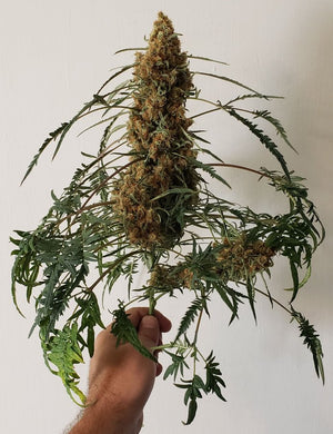 a person holding a plant in their hand