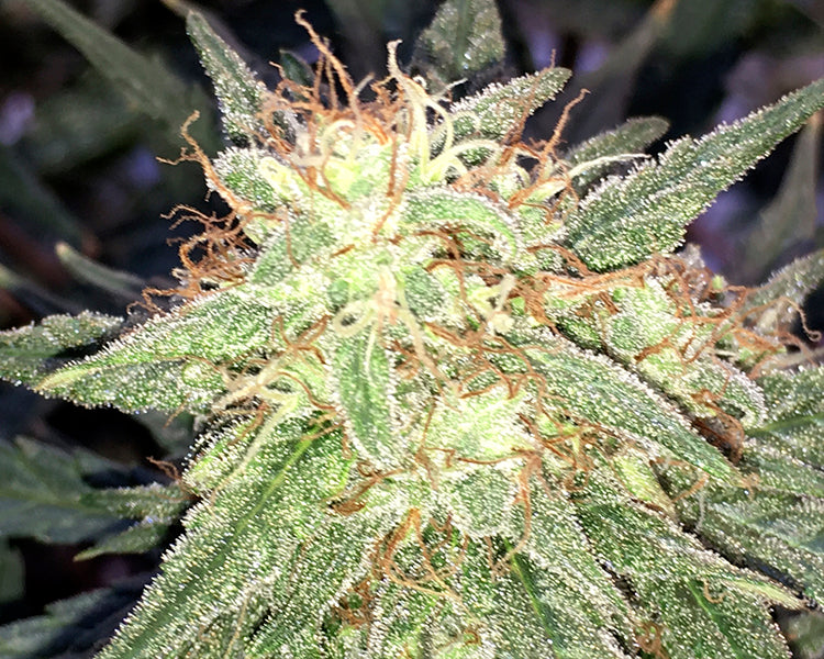 a close up of a large green plant