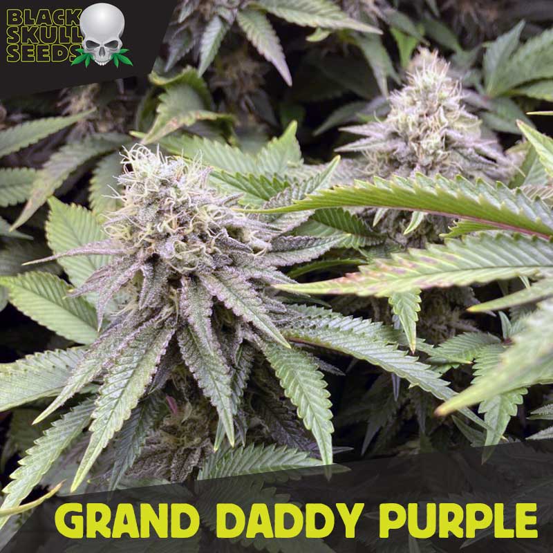 a large group of plants with the words grand daddy purple