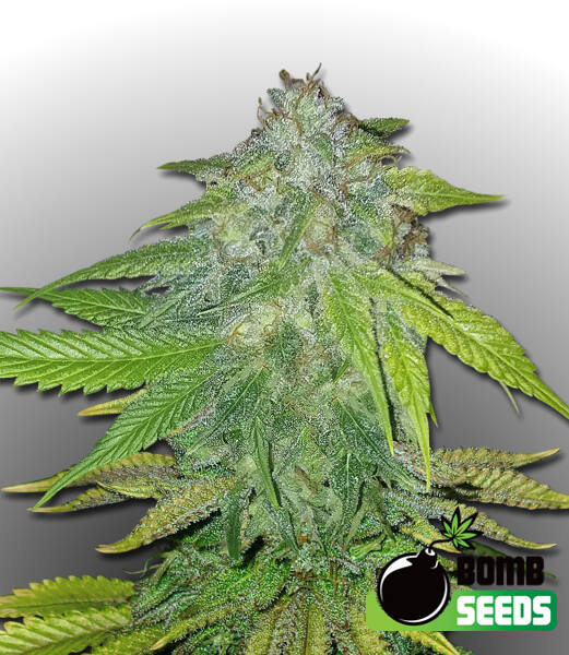 a close up of a marijuana plant