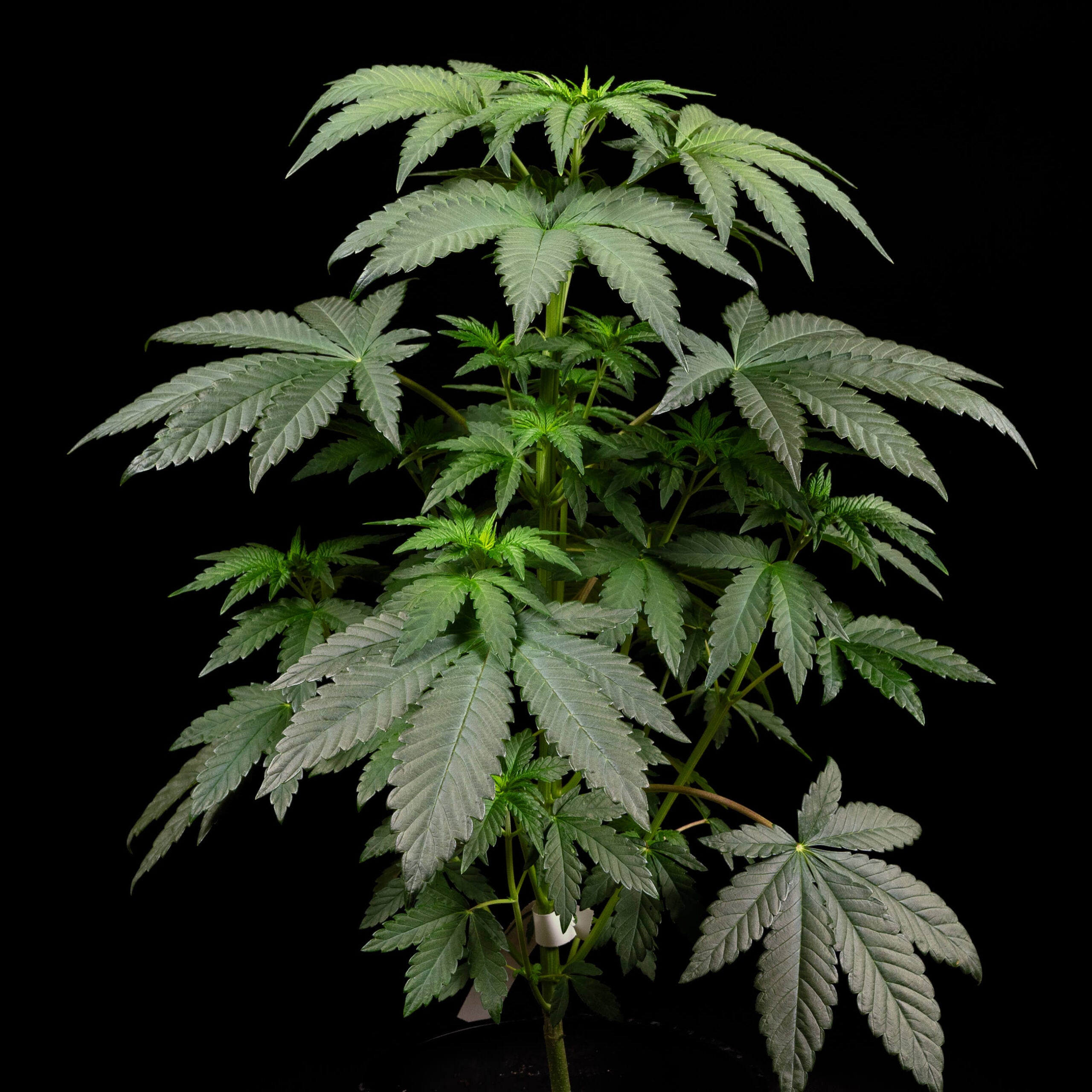 a potted plant with green leaves on a black background