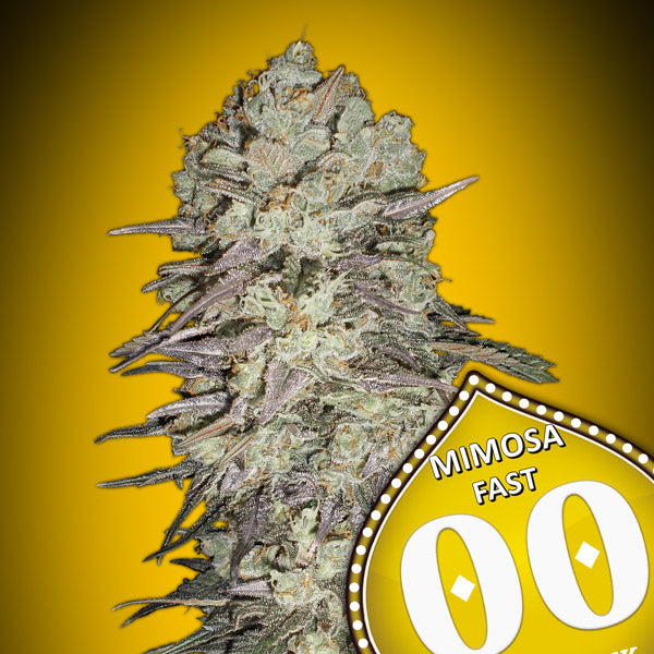 a close up of a marijuana plant with a speed sign