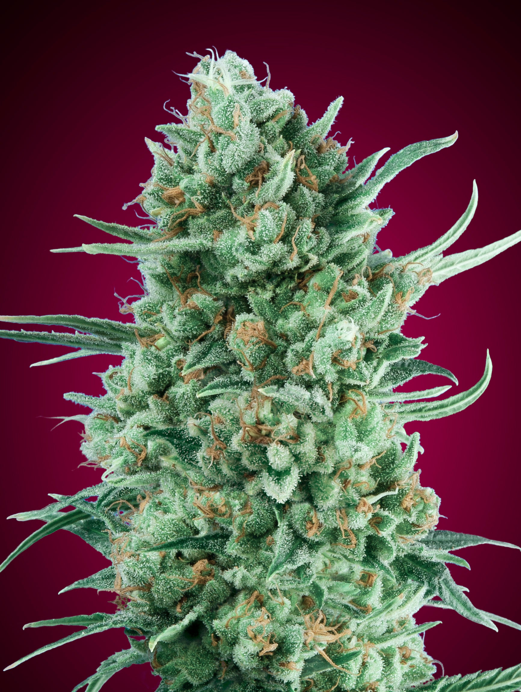 a close up of a marijuana plant on a red background