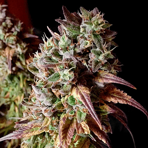 Jungle Breath - Photo Fem