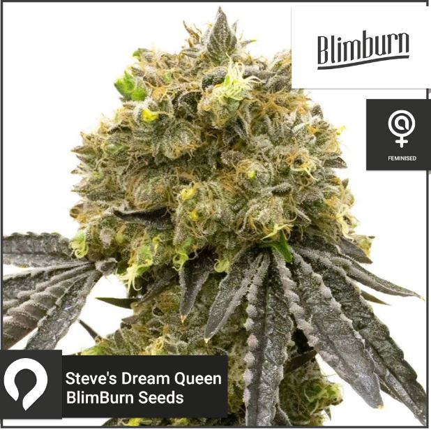 Steve's Dream Queen Feminized