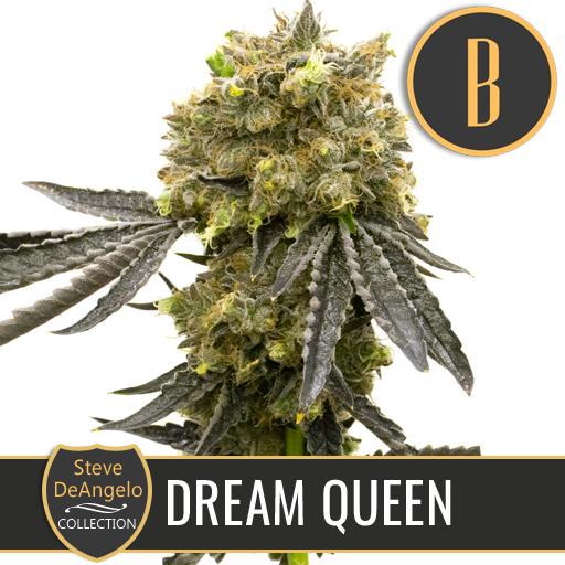 a picture of a plant with the words dream queen on it