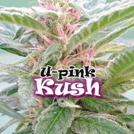 a close up of a plant with the words u - pink rush