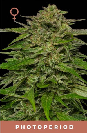 a marijuana plant with a female symbol on it