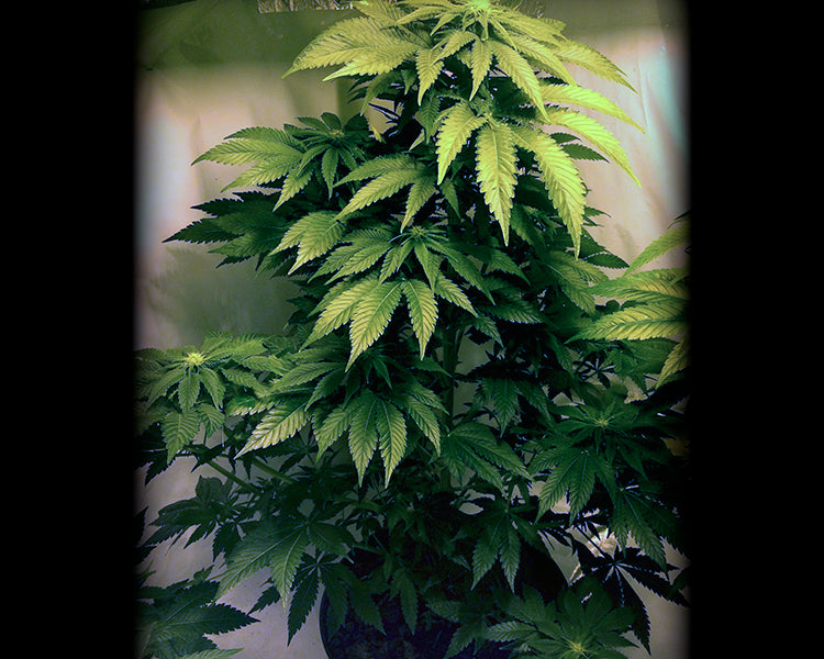 a potted plant with green leaves in a room