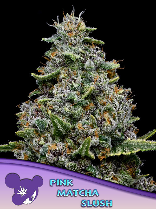 a pink marijuana plant with a purple background