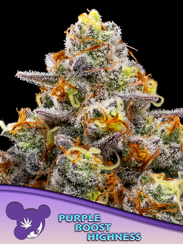 a close up of a plant with a purple background