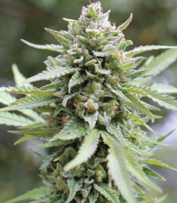 a close up of a marijuana plant in a field