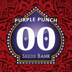 the purple punch seed bank logo on a red background