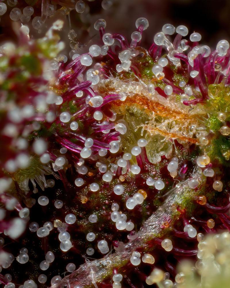 a close up of a plant with lots of water droplets on it