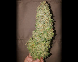 a person holding a marijuana plant in their hand