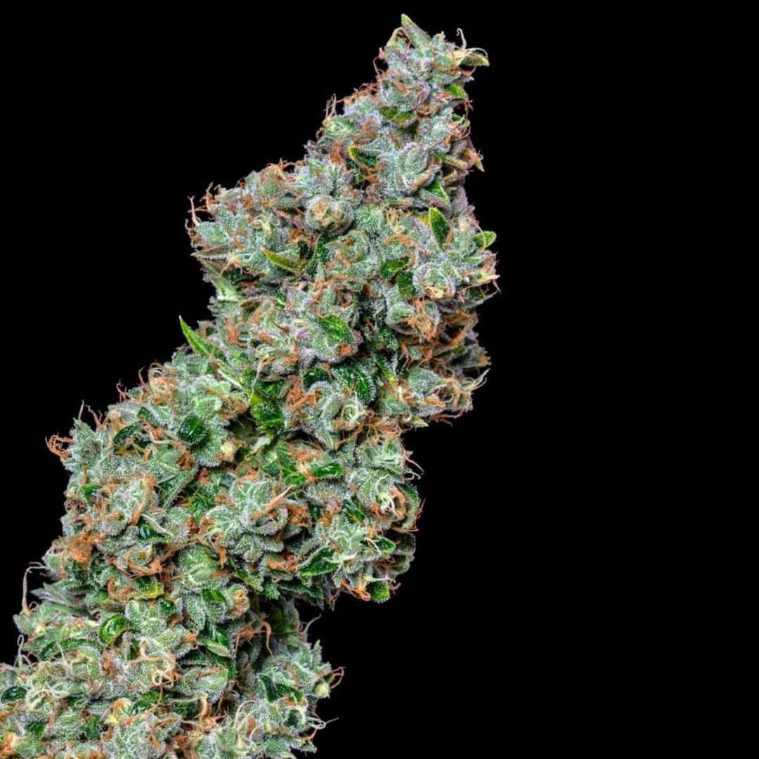 The Toad - Photo FEM